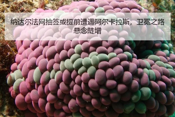 纳达尔法网抽签或提前遭遇阿尔卡拉斯，卫冕之路悬念陡增